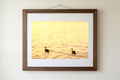 Amber Waters, Silent Pair