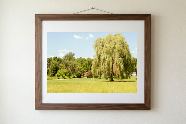 The Weeping Willow